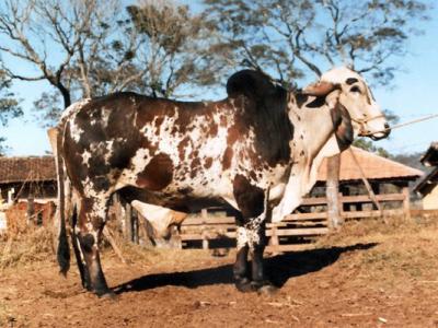 Registro: A6968 - Uberaba Cal