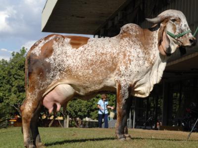 Registro: CAL8414 - Boina Cal