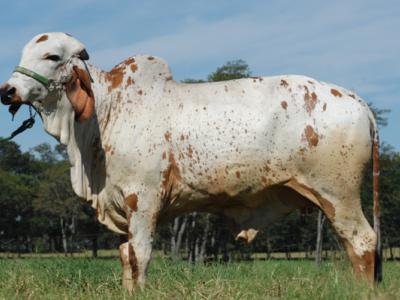 Registro: CAL8407 - Bonança Fiv Cal