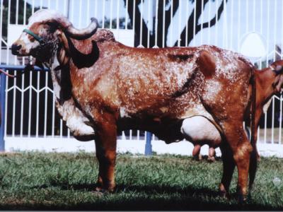 Hidra da Cal - Arquivo Calciolândia