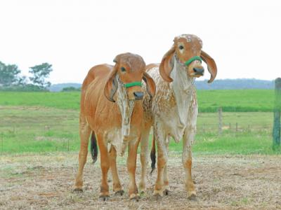 Registro: CAL12922 - Nani  Cal    