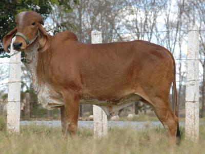 Registro: CAL7392 - Vaurá Cal