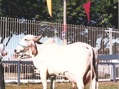 Graça Cal - Arquivo Calciolândia