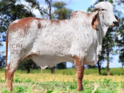 Registro: CAL12537 - Libéria Fiv Cal