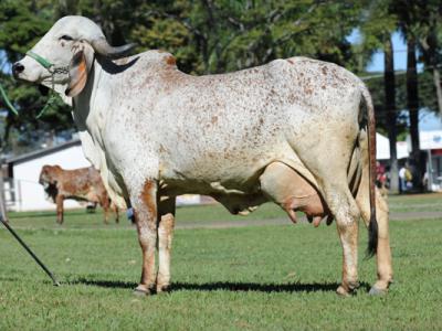 Registro: CAL7902 - Agropecuária Cal