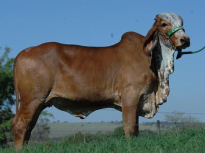 Cabaleta Cal - Arquivo Calciolândia